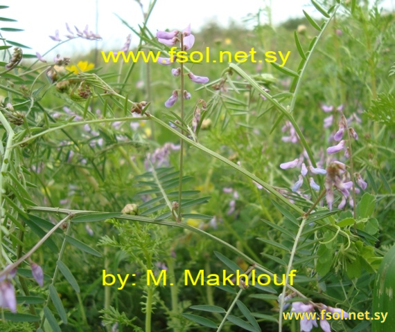 Vicia villosa  Roth.